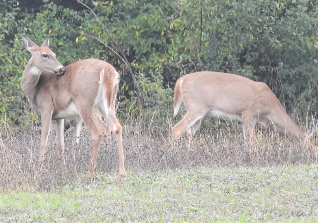 Grants for deer habitat improvements available News, Sports, Jobs